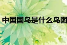 中國國鳥是什么鳥圖片（中國國鳥是什么鳥）