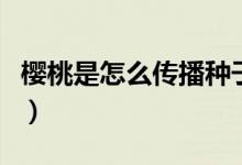 櫻桃是怎么傳播種子的（櫻桃是如何傳播種子）