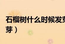 石榴樹(shù)什么時(shí)候發(fā)芽開(kāi)花（石榴樹(shù)什么時(shí)候發(fā)芽）