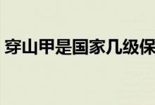 穿山甲是國家?guī)准壉Ｗo動物（穿山甲什么梗）