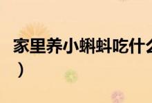 家里養(yǎng)小蝌蚪吃什么（家養(yǎng)小蝌蚪吃什么東西）