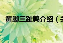 黃腳三趾鶉介紹（關于黃腳三趾鶉的簡介）