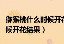 獼猴桃什么時(shí)候開花結(jié)果成熟（獼猴桃什么時(shí)候開花結(jié)果）