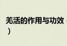 羌活的作用與功效（羌活的作用與功效是什么）