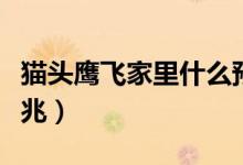 貓頭鷹飛家里什么預(yù)兆（貓頭鷹飛家里什么預(yù)兆）