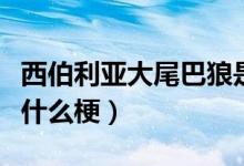 西伯利亞大尾巴狼是誰(shuí)（西伯利亞大尾巴狼是什么梗）