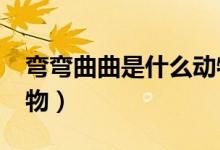 彎彎曲曲是什么動(dòng)物?（彎彎曲曲是指什么動(dòng)物）