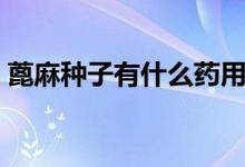 蓖麻種子有什么藥用價值（蓖麻種子有毒嗎）