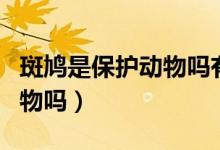 斑鳩是保護(hù)動物嗎有什么區(qū)別（斑鳩是保護(hù)動物嗎）