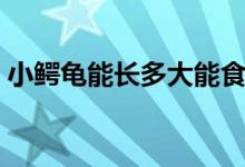 小鱷龜能長(zhǎng)多大能食用不（小鱷龜能長(zhǎng)多大）