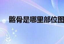 髂骨是哪里部位圖片（髂骨是哪個部位）