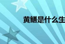 黃鱔是什么生物（黃鱔是什么）