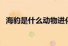 海豹是什么動物進化的（海豹是什么意思）
