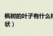 楓樹的葉子有什么樣的（楓樹的葉子有什么形狀）