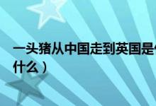 一頭豬從中國走到英國是什么（有一頭豬從中國走到英國叫什么）
