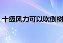 十級風力可以吹倒樹木嗎（十級風力有多大）