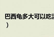 巴西龜多大可以吃活魚（巴西龜多大可以下蛋）