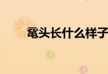 黿頭長什么樣子（黿頭是什么動物）