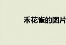 禾花雀的圖片（禾花雀的特點(diǎn)）