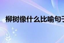 柳樹像什么比喻句子（柳樹像什么比喻句）