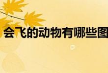 會(huì)飛的動(dòng)物有哪些圖片（會(huì)飛的動(dòng)物有哪些）