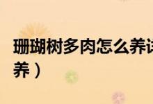 珊瑚樹多肉怎么養(yǎng)詳細(xì)介紹（珊瑚樹多肉怎么養(yǎng)）