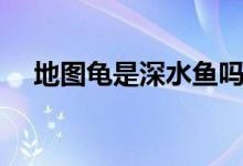 地圖龜是深水魚(yú)嗎（地圖龜是深水龜嗎）
