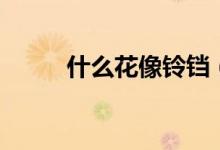 什么花像鈴鐺（什么花像牽?；ǎ?class=