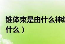 錐體束是由什么神經(jīng)元的軸突組成（錐體束是什么）