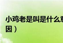 小雞老是叫是什么意思(小雞老是叫是什么原因)