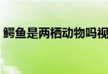 鱷魚是兩棲動(dòng)物嗎視頻（鱷魚是兩棲動(dòng)物嗎）