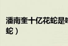 潘南奎十億花蛇是啥意思（潘十億為什么叫花蛇）