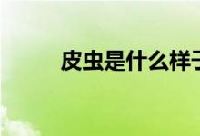 皮蟲是什么樣子的（皮蟲是什么）