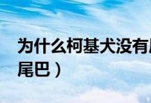 為什么柯基犬沒有尾巴?（為什么柯基犬沒有尾巴）