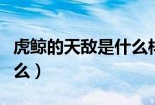虎鯨的天敵是什么樣的動物(虎鯨的天敵是什么)