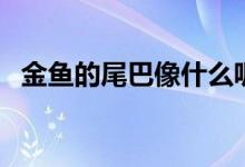 金魚(yú)的尾巴像什么呢（金魚(yú)的尾巴像什么）