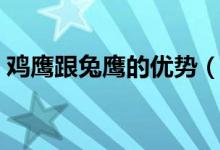 雞鷹跟兔鷹的優(yōu)勢(shì)(兔鷹和蒼鷹有什么區(qū)別)