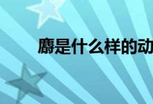 麝是什么樣的動物(麝是什么部首)