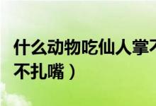 什么動物吃仙人掌不扎嘴（什么動物吃仙人掌不扎嘴）