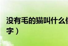 沒有毛的貓叫什么像豬（沒有毛的貓叫什么名字）
