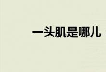 一頭肌是哪兒（一頭肌是什么梗）