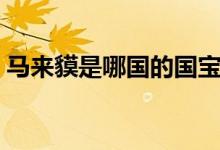 馬來貘是哪國的國寶（馬來貘是哪國的國寶）