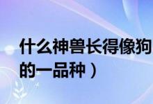 什么神獸長得像狗（驚天獸是什么 原來是狗的一品種）
