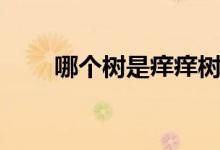 哪個樹是癢癢樹（癢癢樹是什么樹）