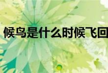候鳥是什么時(shí)候飛回北方(候鳥是什么意思)