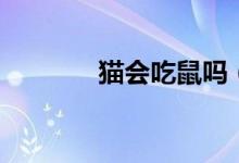貓會吃鼠嗎（吃貓鼠存在嗎）