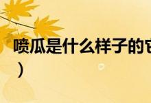 噴瓜是什么樣子的它有什么特點(diǎn)（噴瓜是什么）