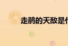 走鵑的天敵是什么(走鵑的特點(diǎn))