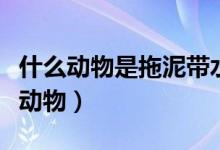 什么動(dòng)物是拖泥帶水的（拖拖泥帶水是指什么動(dòng)物）