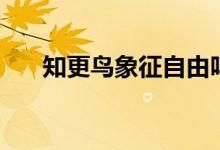 知更鳥象征自由嗎（知更鳥象征什么）